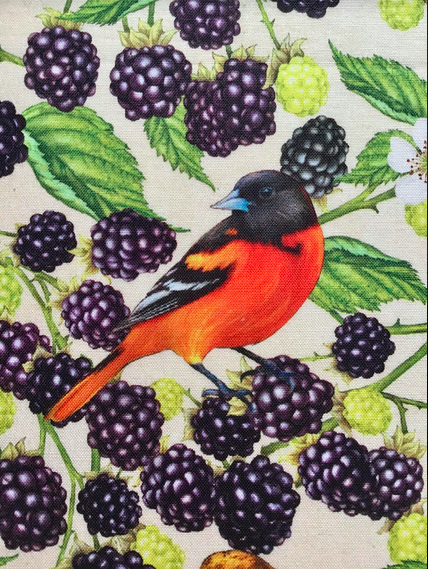 Birds and Berries of Maine Baltimore Oriole and Blackberry